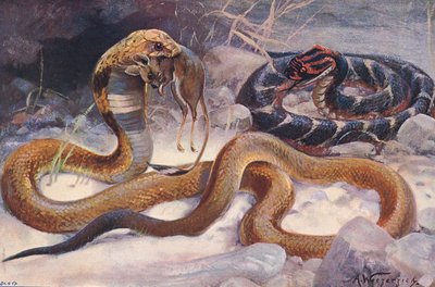 Cobra e Puff Adder, illustrazione da 