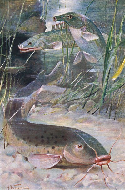 Pesce gatto elettrico, Bichir, Pesce scatola, illustrazione da 