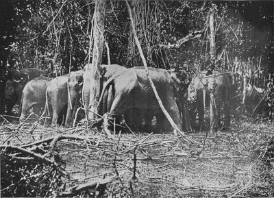 Tentativo di salvare la mucca legata da Alfred William Amandus Plate