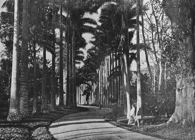Palme di cavolo nei giardini di Peradeniya, c1890 da Alfred William Amandus Plate