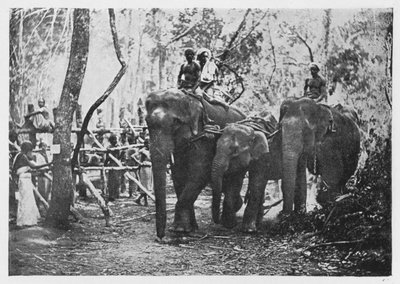 Cattura degli elefanti a Ceylon - Non più liberi, c1890 da Alfred William Amandus Plate
