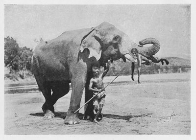 Elefante di Maligawa e Mahouts, c1890, 1910 da Alfred William Amandus Plate