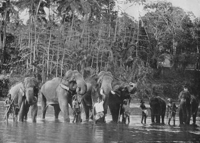 Elefanti sacri che si bagnano nel Mahaweli Ganga a Katugastota, c1890, 1910 da Alfred William Amandus Plate