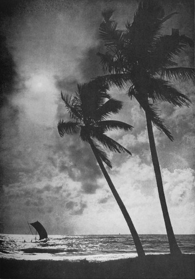 La riva frangiata di palme al tramonto da Alfred William Amandus Plate