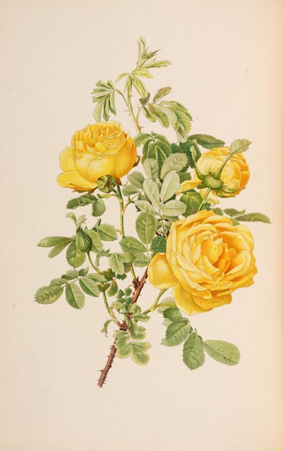 Illustrazione da Il genere rosa di Ellen Willmott, 1914 da Alfred William Parsons