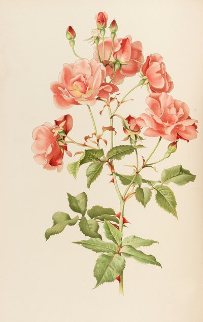 Illustrazione da Il genere rosa di Ellen Willmott, 1914 da Alfred William Parsons