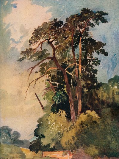 Studio di alberi, c1880 da Alfred William Rich