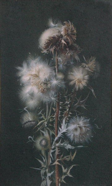 Cardo da Alice Gray