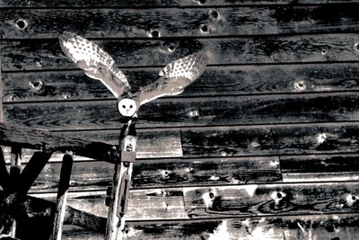Airborne, dalla serie Barn Owl, 2018 (fotografia) da Alice Gur-Arie