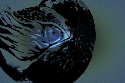 Nautilus, 2018 (fotografia ridipinta a mano) da Alice Gur-Arie