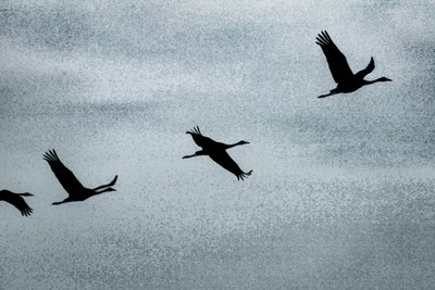 Wing on Wing, dalla serie Over Hula, 2016 (fotografia) da Alice Gur-Arie