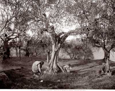 Bambini che raccolgono olive tra gli ulivi, su una collina a Santa Margherita a Montici, Firenze (foto in bianco e nero) da Fratelli Alinari