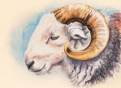 Un ariete Herdwick da Alison Cooper