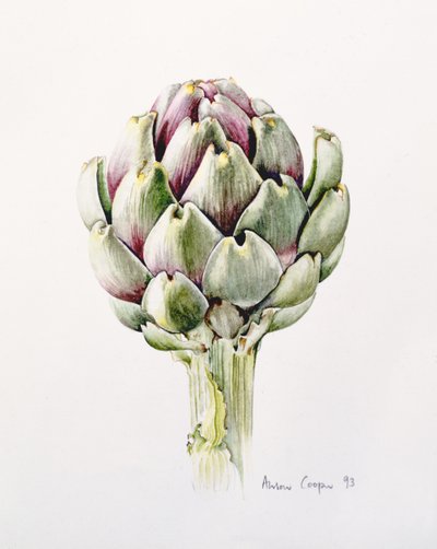 Studio di carciofo da Alison Cooper