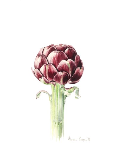 Carciofo dal mercato romano, 2016 da Alison Cooper
