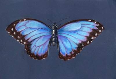 Farfalla Morpho Blu, 2019 da Alison Cooper