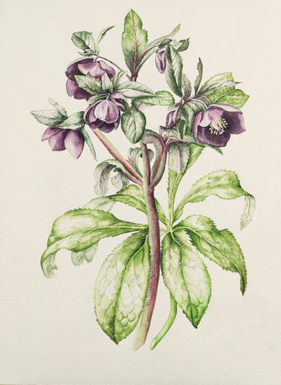 Helleborus Orientalis da Helen Ballard (fiori viola scuro) da Alison Cooper