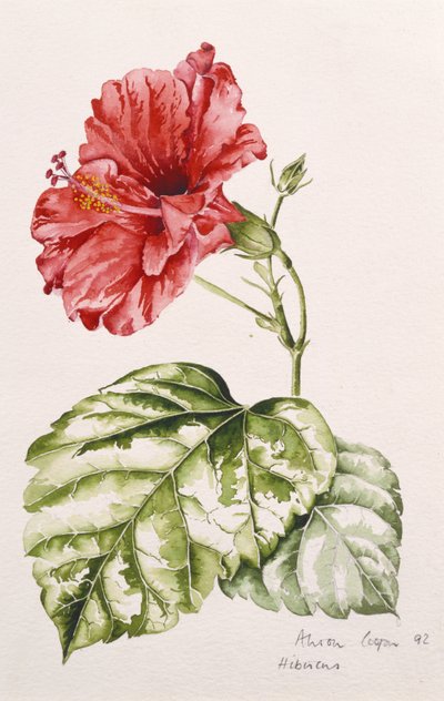 Ibisco (crimson), 1992 da Alison Cooper