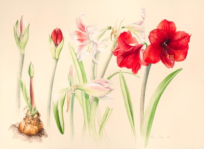 Hippeastrum a gennaio da Alison Cooper