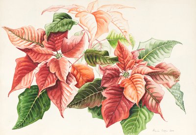 Stella di Natale, 2000 da Alison Cooper