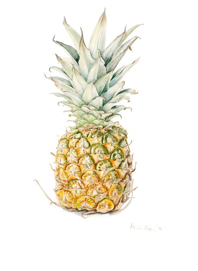 Ananas maturo, acquerello, 2016 da Alison Cooper