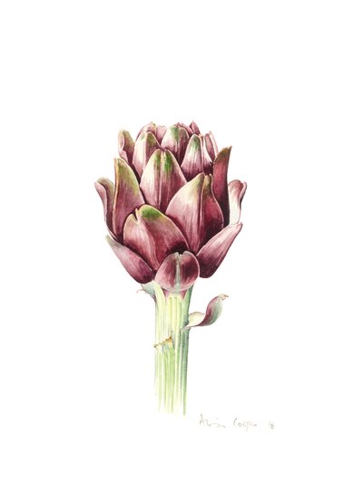 Carciofo sardo da Alison Cooper