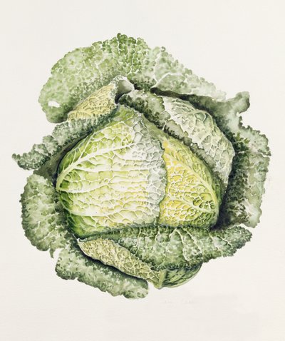 Cavolo verza da Alison Cooper