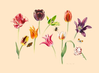 Tulipani primaverili e insetti da Alison Cooper