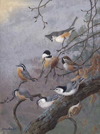 Miscela per uccelli di Allan Brooks da Allan Brooks