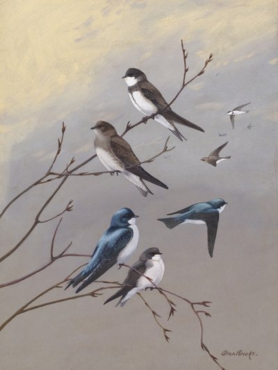 Rondine di Allan Brooks da Allan Brooks