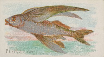 Pesce volante, dalla serie Pesci delle acque americane, 1889 da Allen and Ginter
