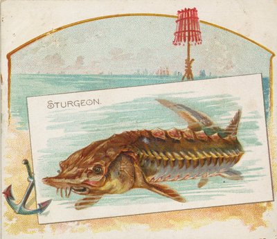 Storione, dalla serie Fish from American Waters N39 per Allen & Ginter Cigarettes, 1889 da Allen and Ginter