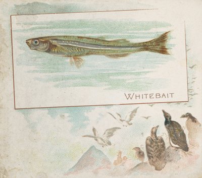 Whitebait, dalla serie Pesci delle acque americane N39 per Allen & Ginter Cigarettes, 1889 da Allen and Ginter