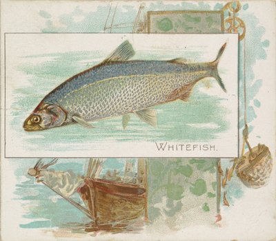 Pesce bianco, dalla serie Pesci delle acque americane N39 per Allen & Ginter Cigarettes da Allen and Ginter