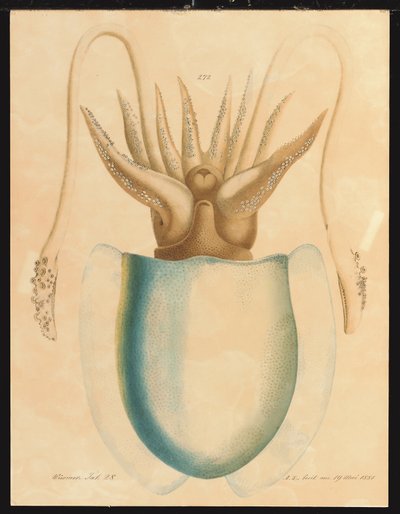 Studio di un seppia da Aloys Zötl