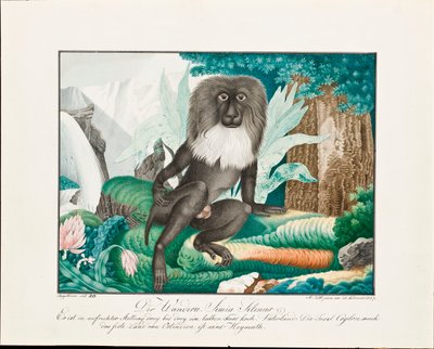 Un Macaco, 1837 da Aloys Zötl