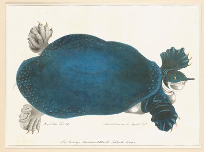 Tartaruga americana dal guscio molle o Trionyx, precedentemente chiamata Tartaruga Blu da Aloys Zötl