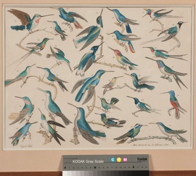 Des colibris da Aloys Zötl