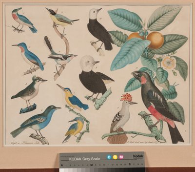 Colibrì con un ramo di guava-mela da Aloys Zötl