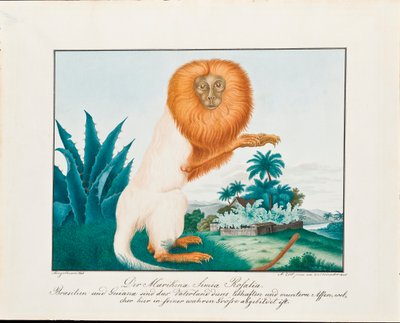 Il Saki Bianco da Aloys Zötl