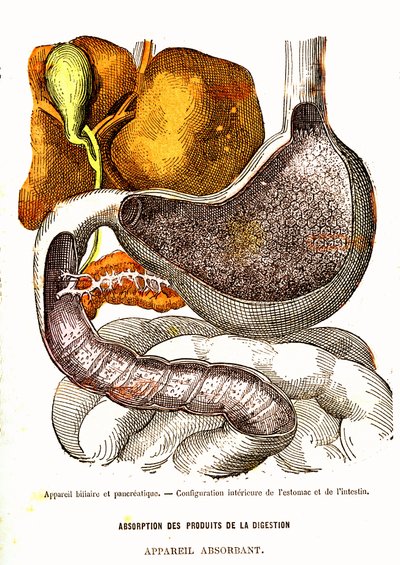 Sistema Biliare e Pancreatico - Vita Normale e Salute di J. Rengade - Disegno di A. Demarle 1881 da Alphonse Demarle