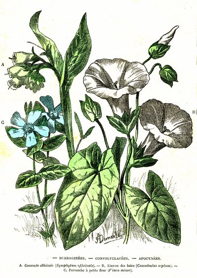 Borraginacee, Convolvulacee, Apocinacee: Creazione naturale e esseri viventi. Disegno di A. Demarle. 1885 da Alphonse Demarle