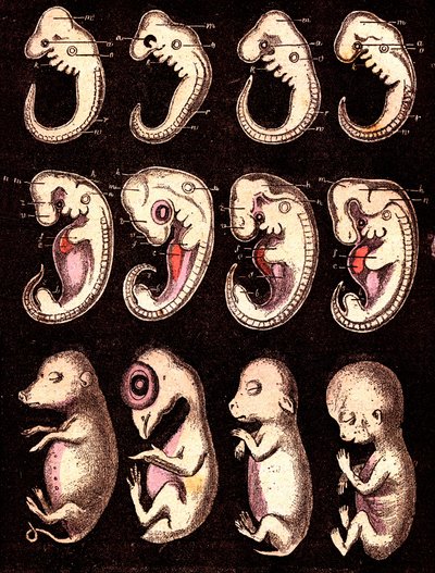 Embrioni comparati di 4 vertebrati: Da sinistra a destra: maiale, gallina, coniglio, uomo. Disegno di A. Demarle. 1885 da Alphonse Demarle