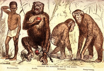 Evoluzione dei mammiferi al tipo umano: Creazione naturale ed esseri viventi (di Jules Rengade). Disegno di A. Demarle. 1885 da Alphonse Demarle