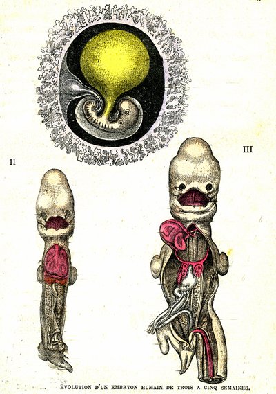 Evoluzione dell