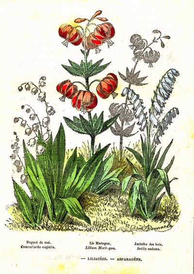 Liliacee, Asparagee: Creazione Naturale e Essere Viventi. Disegno di A. Demarle. 1885 da Alphonse Demarle