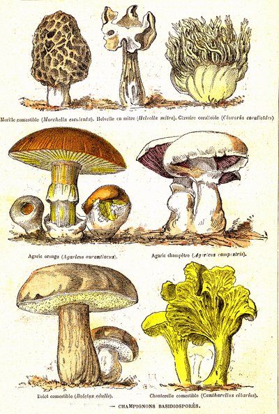 Funghi Basidiospore: Creazione naturale e esseri viventi (di Jules Rengade). Disegno di A. Demarle. 1885 da Alphonse Demarle