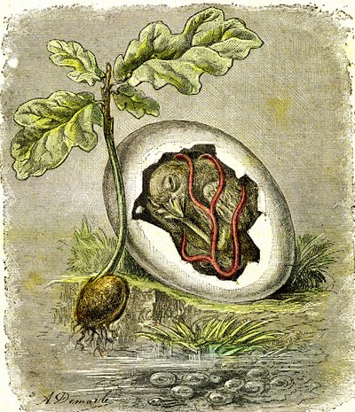 Natura. Uovo e seme: Primo stato degli esseri organizzati. Creazione naturale e esseri viventi. (J. Rengade) disegno di A. Demarle. 1885 da Alphonse Demarle