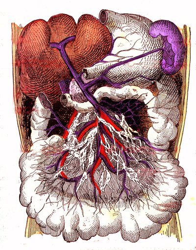 Organi di assorbimento intestinale - La vita normale e la salute di J. Rengade. Disegno di A. Demarle 1881 da Alphonse Demarle