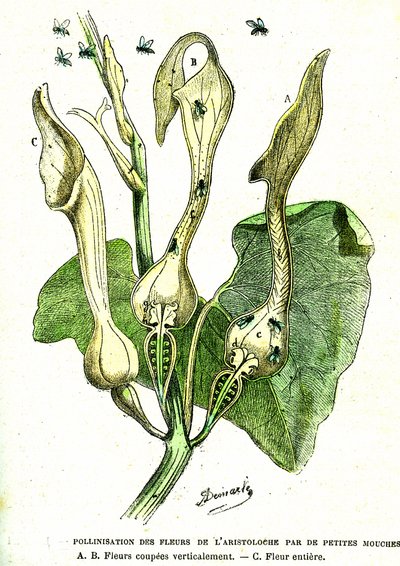 Impollinazione da parte delle mosche dei fiori di Aristoloche: Creazione naturale e esseri viventi. Disegno di A. Demarle. 1885 da Alphonse Demarle